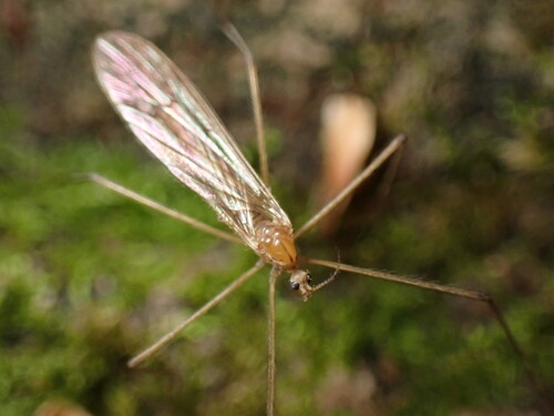 Unknown species found near Franconia, NH, USA