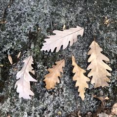 Quercus × saulii, photograph (c) Andrew Conboy, some rights reserved (CC BY)