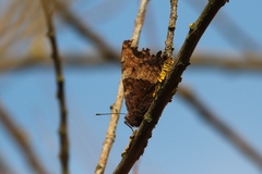 Nymphalis polychloros