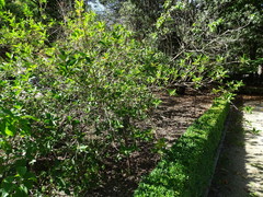 Forsythia giraldiana