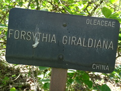 Forsythia giraldiana