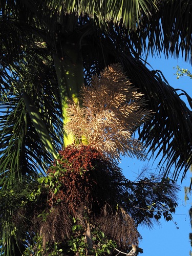 Cuban royal palm (Roystonea regia)