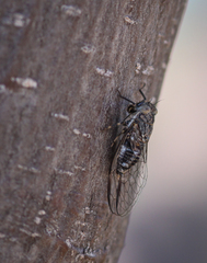 Myopsalta mackinlayi