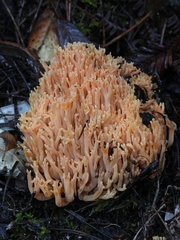Ramaria sandaracina