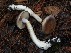 Cortinarius seidliae