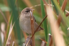 Locustella luscinioides