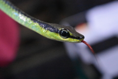 Dendrelaphis formosus