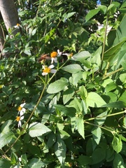 Apis mellifera