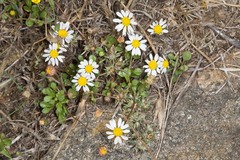 Bellium bellidioides