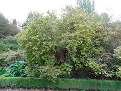 Lonicera chrysantha