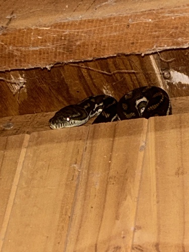 Coastal Carpet Python sighting