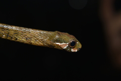 Aplopeltura boa
