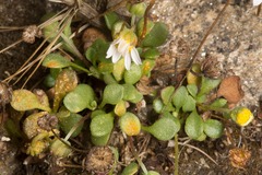 Bellium bellidioides