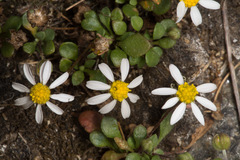Bellium bellidioides