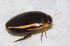 Hydaticus quadrivittatus