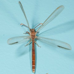 Distoleon bistrigatus