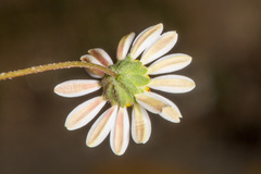 Bellium bellidioides