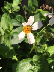 Bidens pilosa
