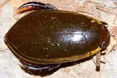 Cybister tripunctatus