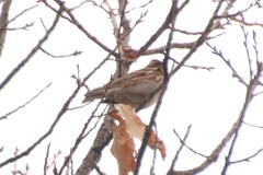 Emberiza rustica