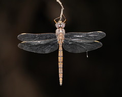 Apocordulia macrops