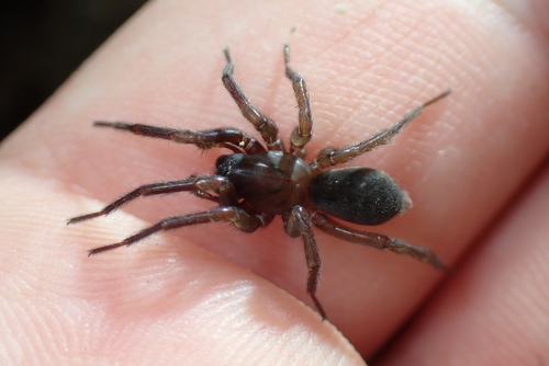 Inermocoelotes inermis