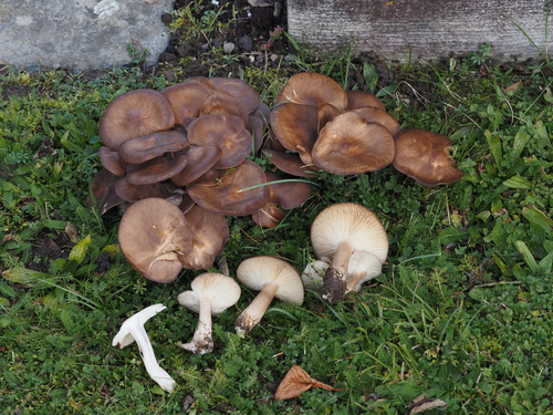 Büscheliger Rasling