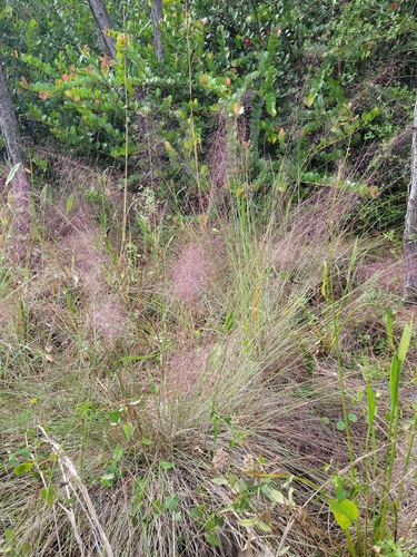 Gulfhairawn muhly (Muhlenbergia sericea)