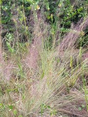 Muhlenbergia sericea, photograph (c) Jay Horn, some rights reserved (CC BY)