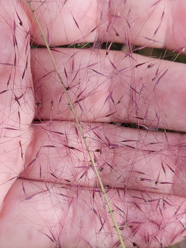 Muhlenbergia sericea, photograph 3