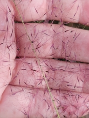 Muhlenbergia sericea, photograph (c) Jay Horn, some rights reserved (CC BY)