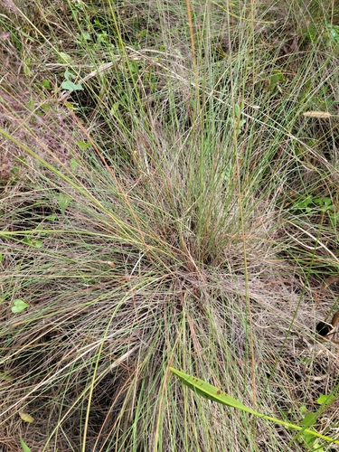 Muhlenbergia sericea, photograph 4
