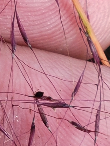 Muhlenbergia sericea, photograph 5