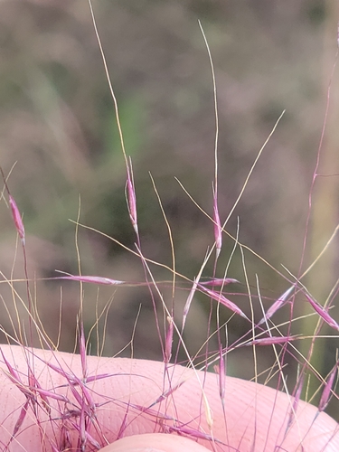 Muhlenbergia sericea, photograph 6