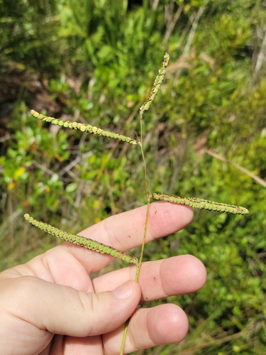 Early Paspalum (Paspalum praecox)