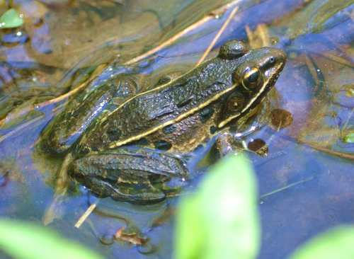 Atlantic Coast Leopard Frog