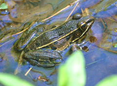 Lithobates kauffeldi