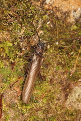 Austroperla cyrene