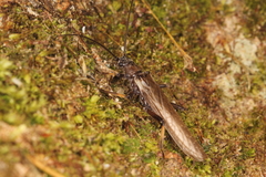 Austroperla cyrene