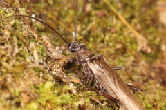 Austroperla cyrene