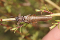 Austroperla cyrene