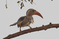 Tockus erythrorhynchus