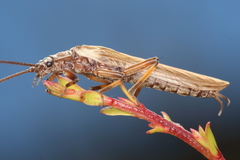 Austroperla cyrene