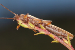 Austroperla cyrene