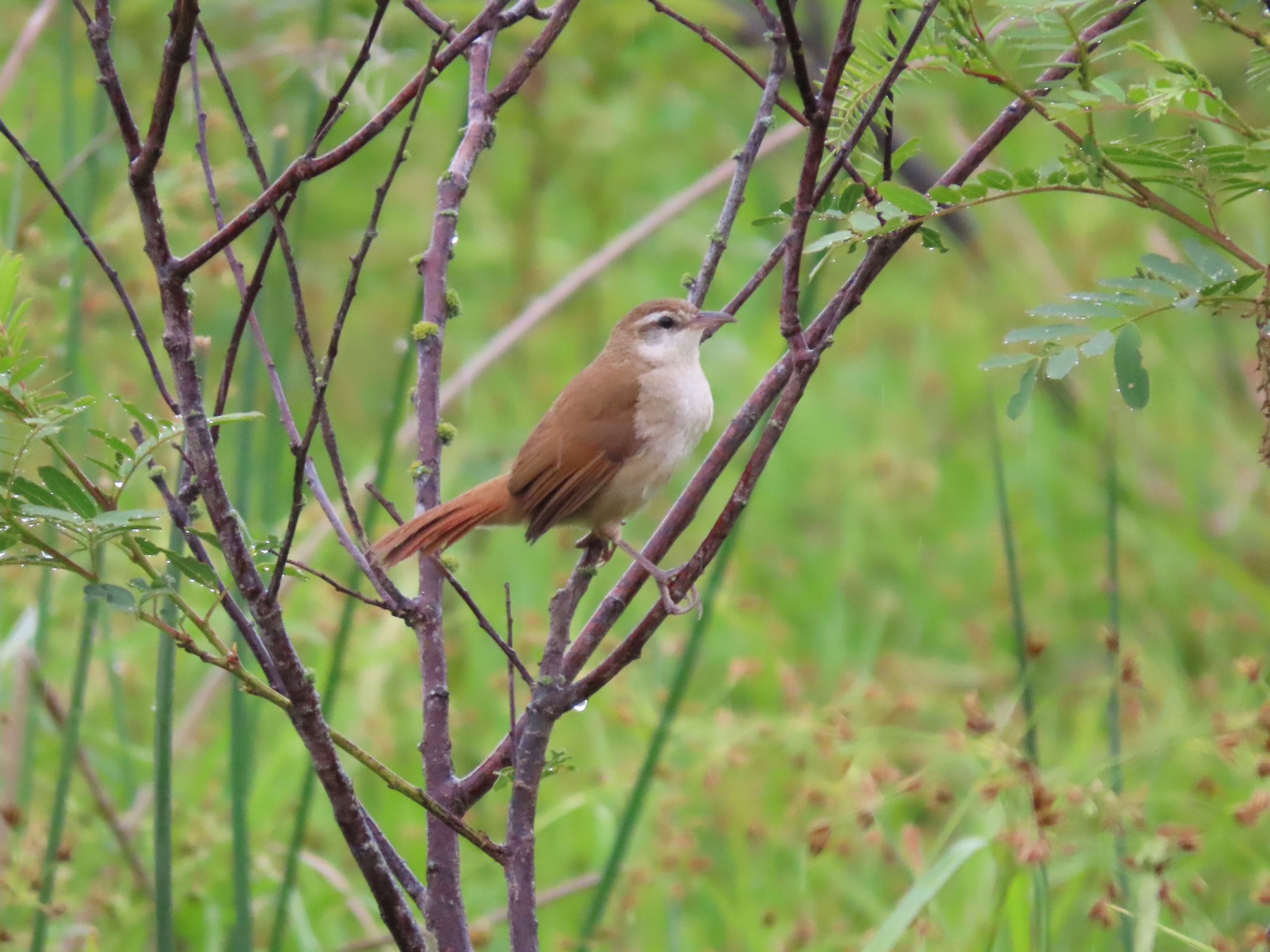 Curve-billed Reedhaunter (Limnornis curvirostris), photo 9