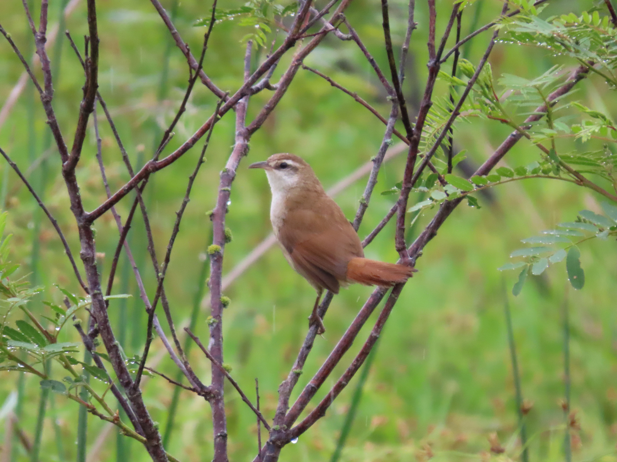 Curve-billed Reedhaunter (Limnornis curvirostris), photo 8