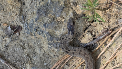 Mexican Brown Snake