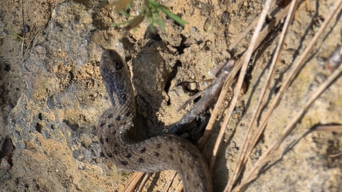 Mexican Brown Snake