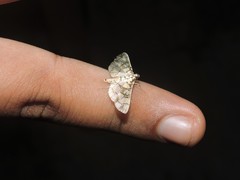 Pardomima