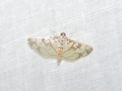 Pardomima